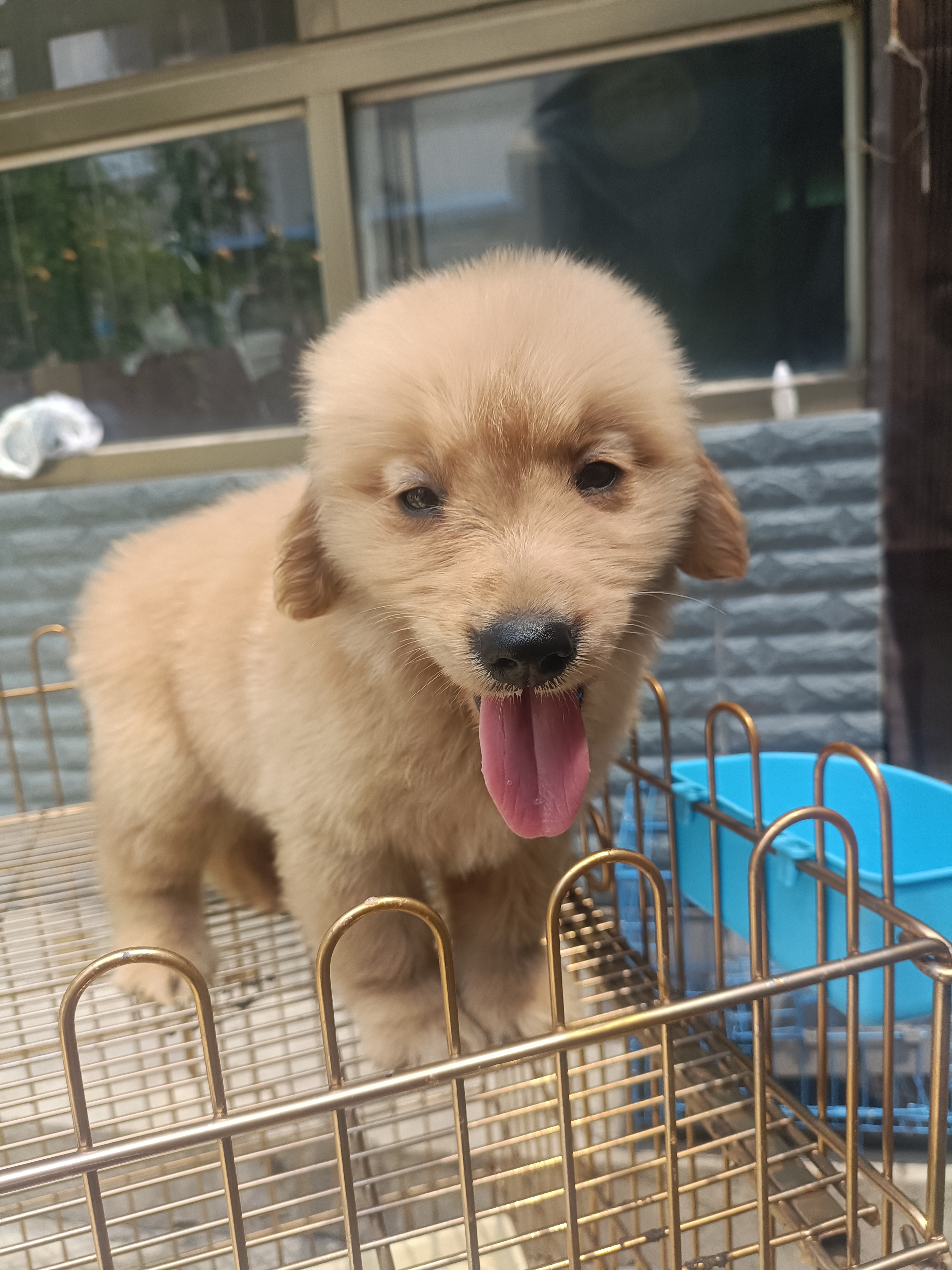 双血统金毛